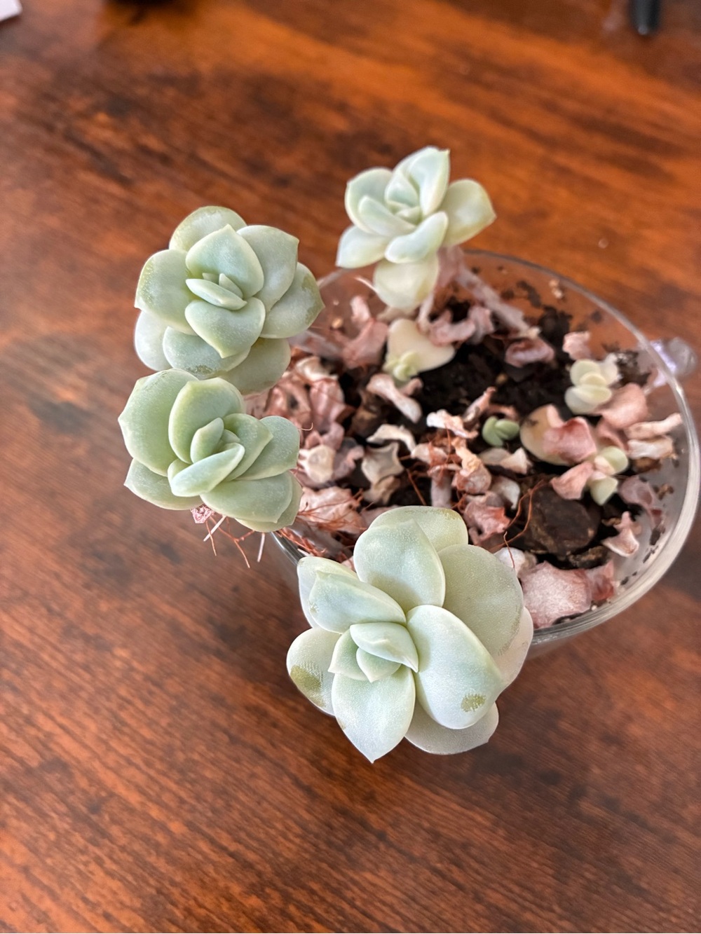 Echeveria Green Roses Succulent Plant - Rare- Healthy